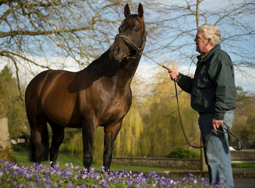 Person holding dark brown horse at the Irish National Stud Farm, Kildare