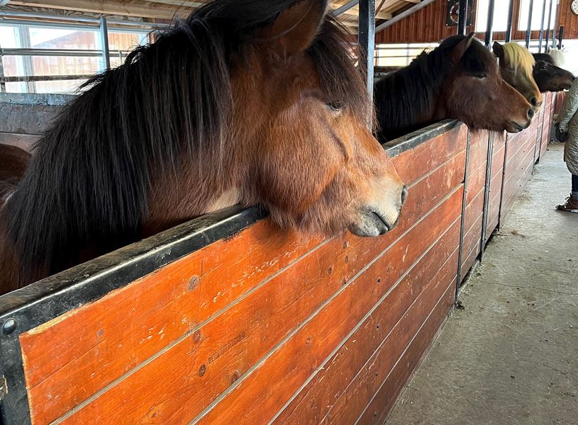 Horse Farm Visit, Skagafjordur, Iceland