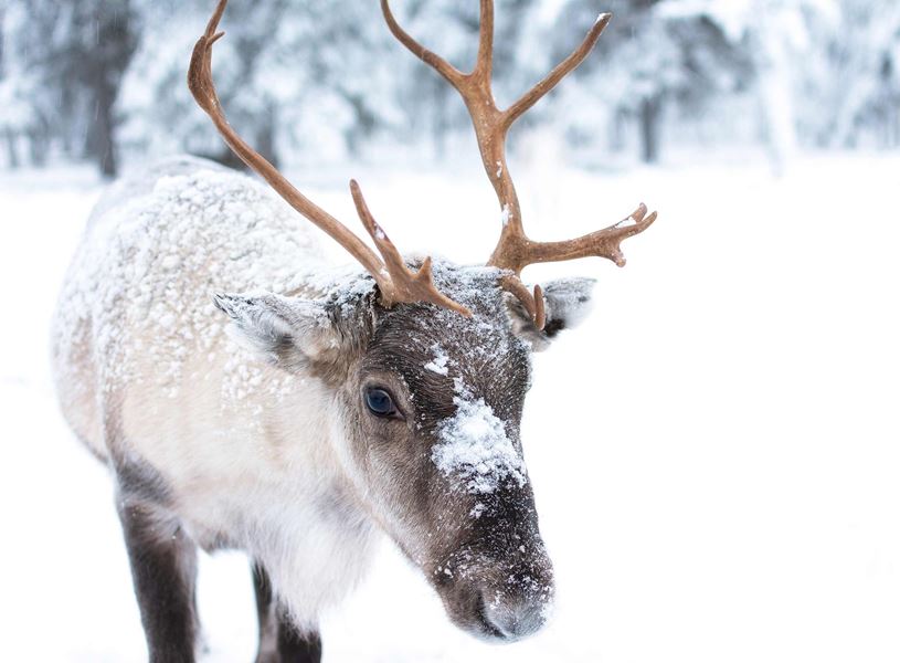 Snow covered reindeer in Ranua Wildlife Park in Rovaniemi, Finland