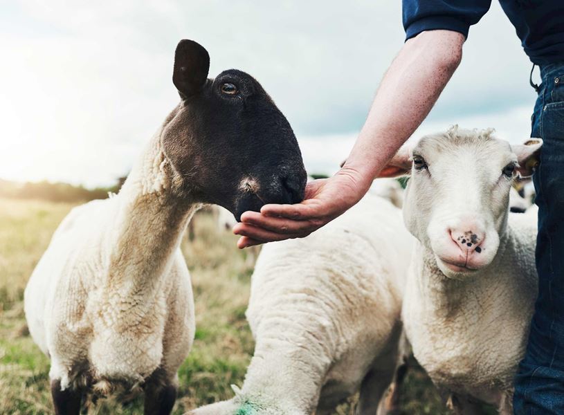 Person feeding black-faced sheep in grassy field 