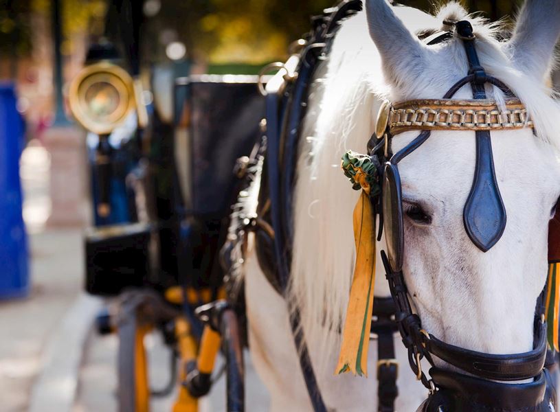 White horse with ornate harness pulling black carriage in Bruges, Belgium
