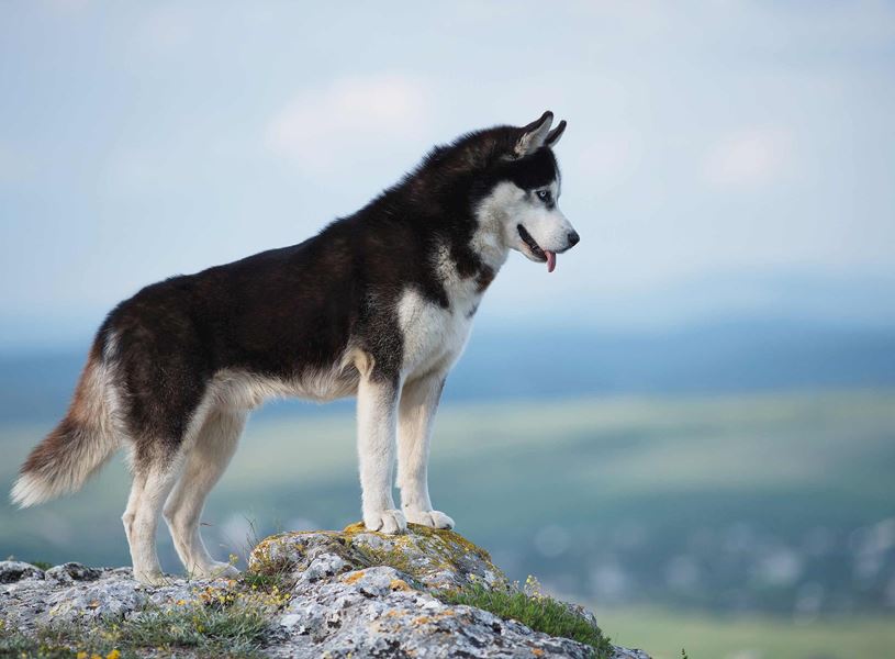 Siberian Husky standing on rocky hilltop overlooking green valley