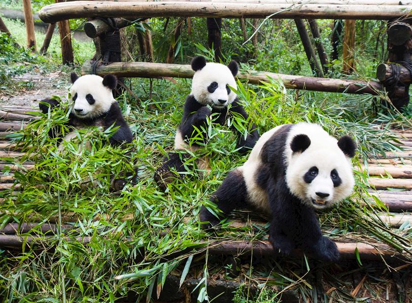 Three giant pandas sitting and eating bamboo at the Research Base of Giant Panda Breeding in Chengdu, China