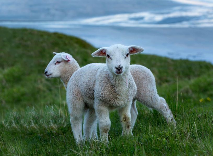 Visit a Fjordland farm in Sognefjord, Norway