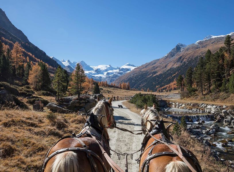 Horse drawn carriage on a path with autumn trees in Vienna, Austria