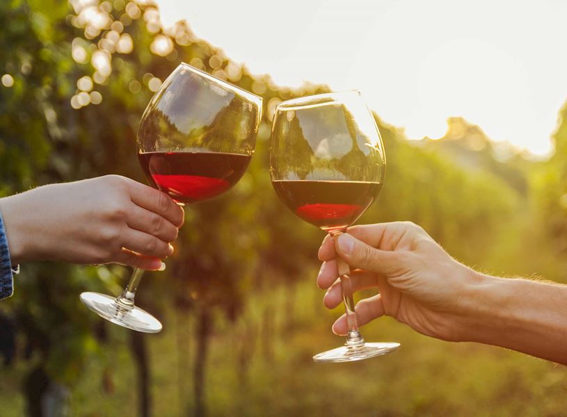 Two glasses of red wine clinking in a vineyard at sunset