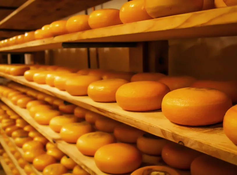 Rows of round Gouda cheese wheels aging on wooden shelves