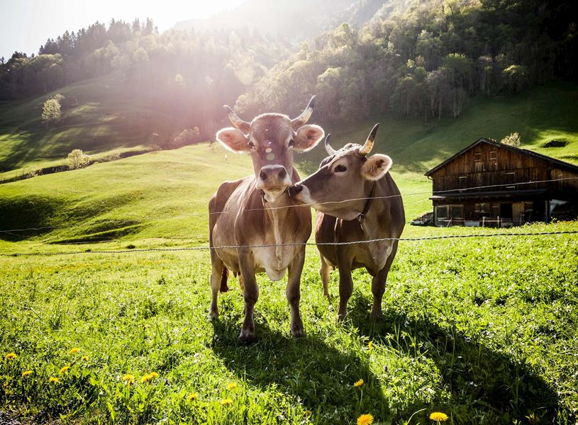 Enjoy the scenery of the Swiss Alps and Join a local family for a Be My Guest dinner in their home in Lucerne, Switzerland
