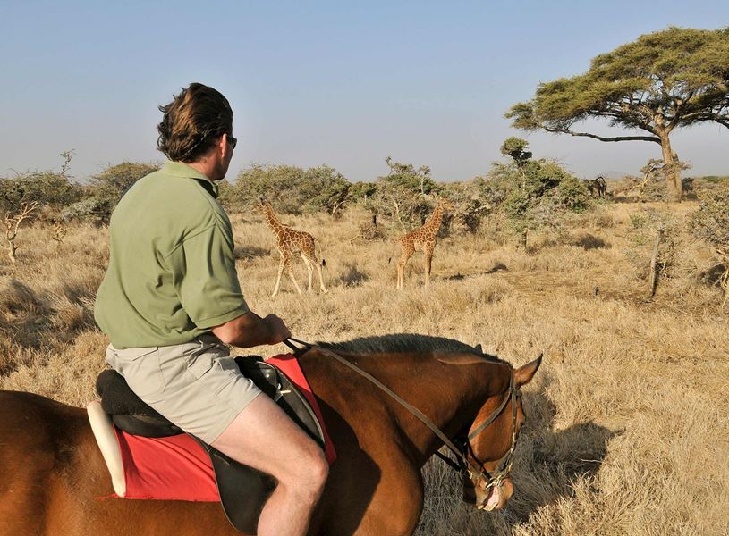 Horseback rider observing giraffes at Aberdare Sanctuary, Nyeri, Kenya