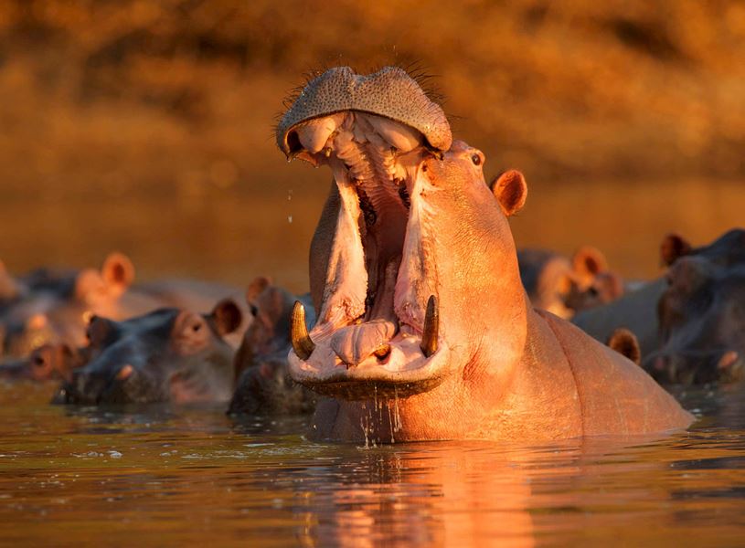 Group of hippos in water under sunset light, South Africa