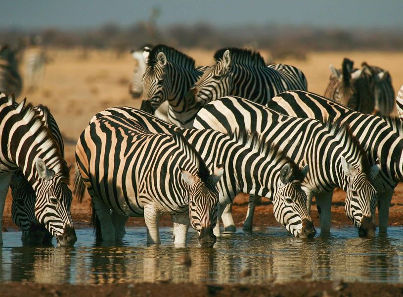 Zebras drinking from a lake, Ol Peteja, Kenya