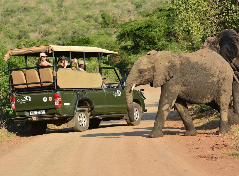 Elephants walking near safari vehicle with travellers, Hluhluwe Imfolozi, South Africa
