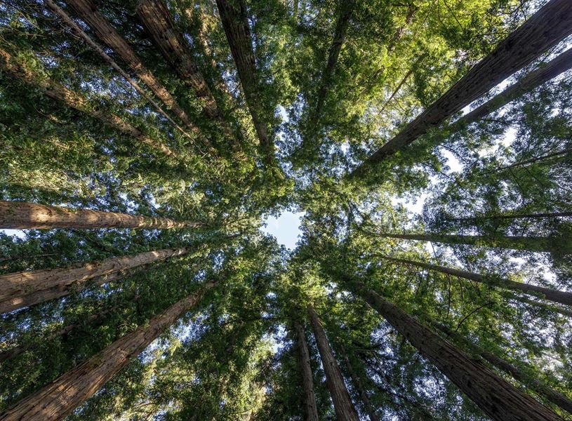Circle of Coast Redwoods at Henry Cowell Redwoods State Park, USA