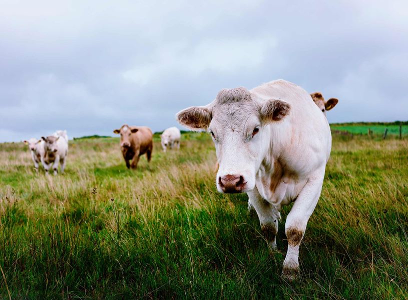 Cows standing in green field under cloudy sky