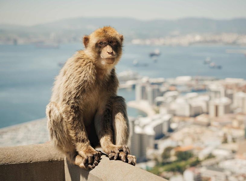 A guided tour of The Rock of Gibraltar, Spain