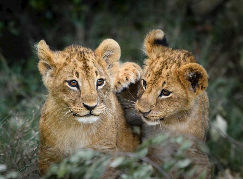 Two young lions relaxing on grassy field, Ol Pejeta Conservancy, Nanyuki, Kenya 