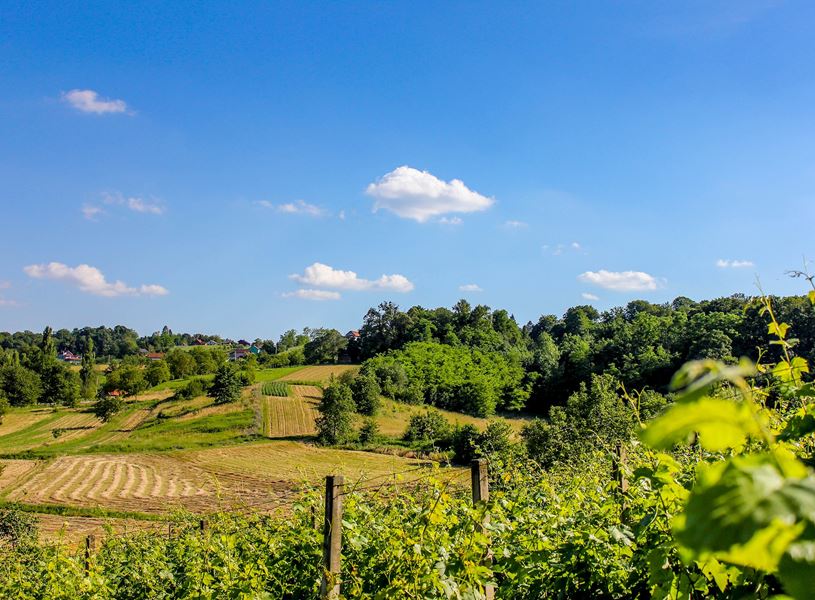 Bibich Winery, Plastovo, Croatia