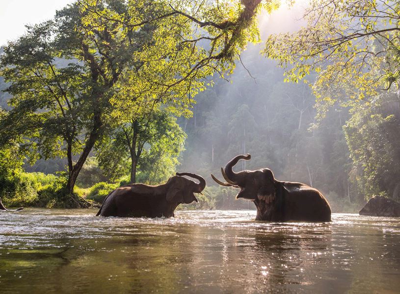 Two elephants playing in sunlit water at Periyar Wildlife Sanctuary, India