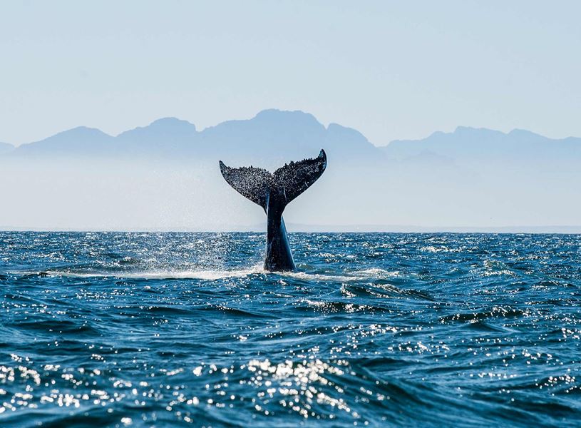 Enjoy an ocean safari from Gansbaai with an expert Marine Biologist in South Africa
