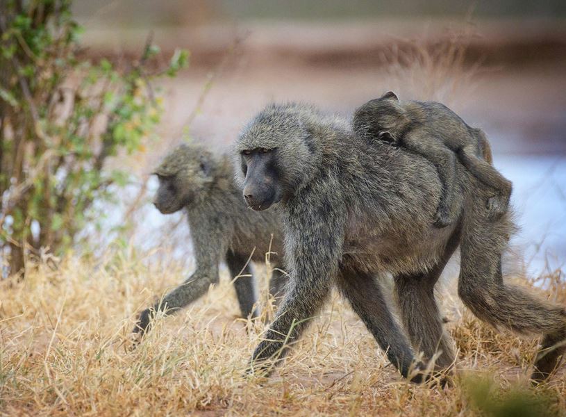 Family of baboons on the move against the Ewaso Ng'Iro River at Samburu, Kenya