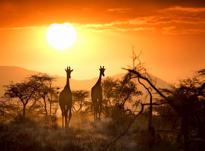 Sunset silhouettes of giraffes browsing in Samburu National Reserve, Kenya