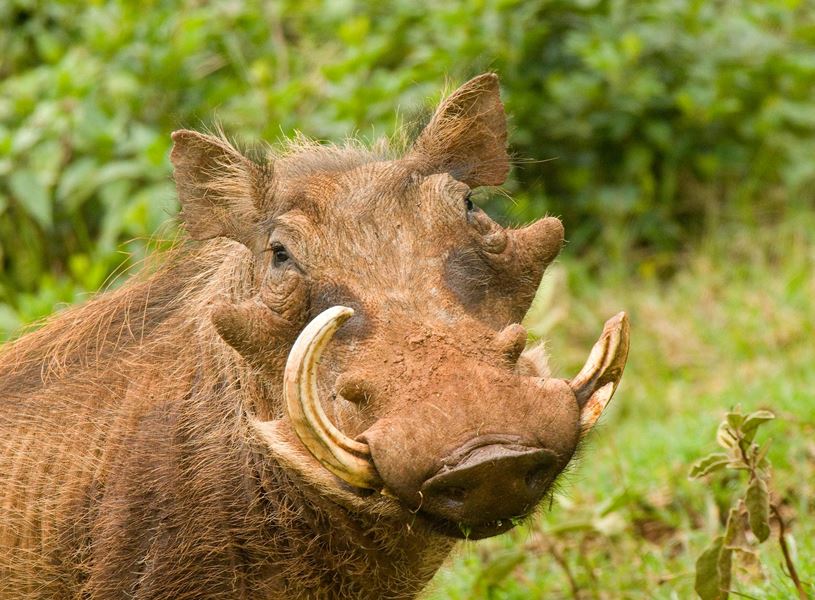 Warthog in natural habitat at Aberdare National Park, Kenya