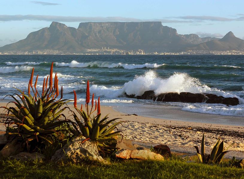Red blossoming aloe on sandy beach and Table Mountain, Cape Town, South Africa