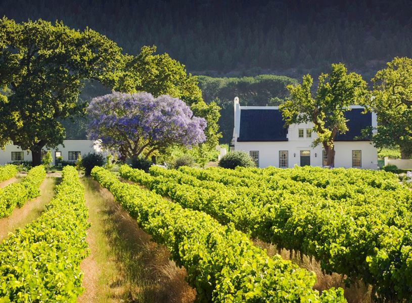 Rows of grapevines in a vineyard, Cape Town, South Africa