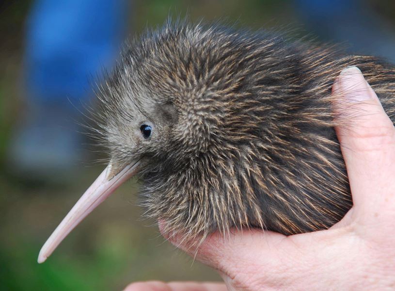 See the Kiwi bird in New Zealand