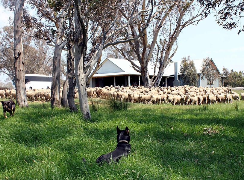Visit Gold Creek Station for a barbecue lunch and sheep farm experience with the Starr family in Canberra, Australia