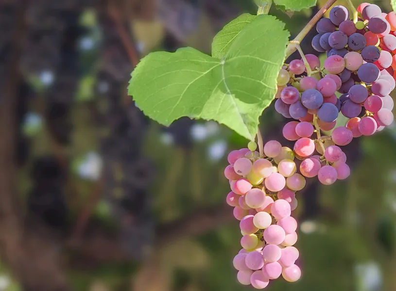 Wine Tasting, Hvar, Croatia