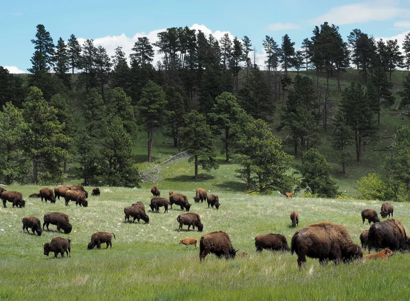 Custer State Park, South Dakota