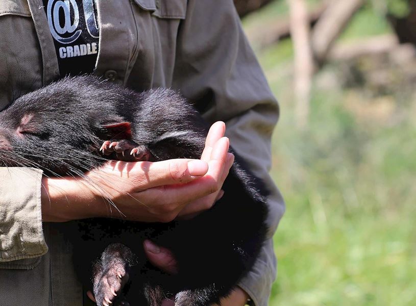 Visit Devils conservation sanctuary in Cradle Mountain, Australia