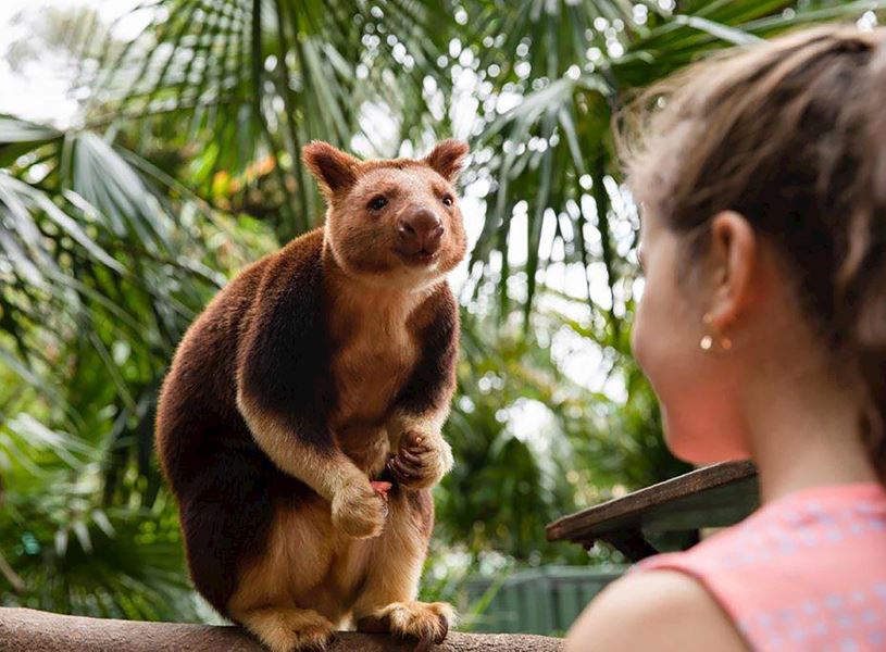 Visit Adelaide Zoo in Adelaide, Australia