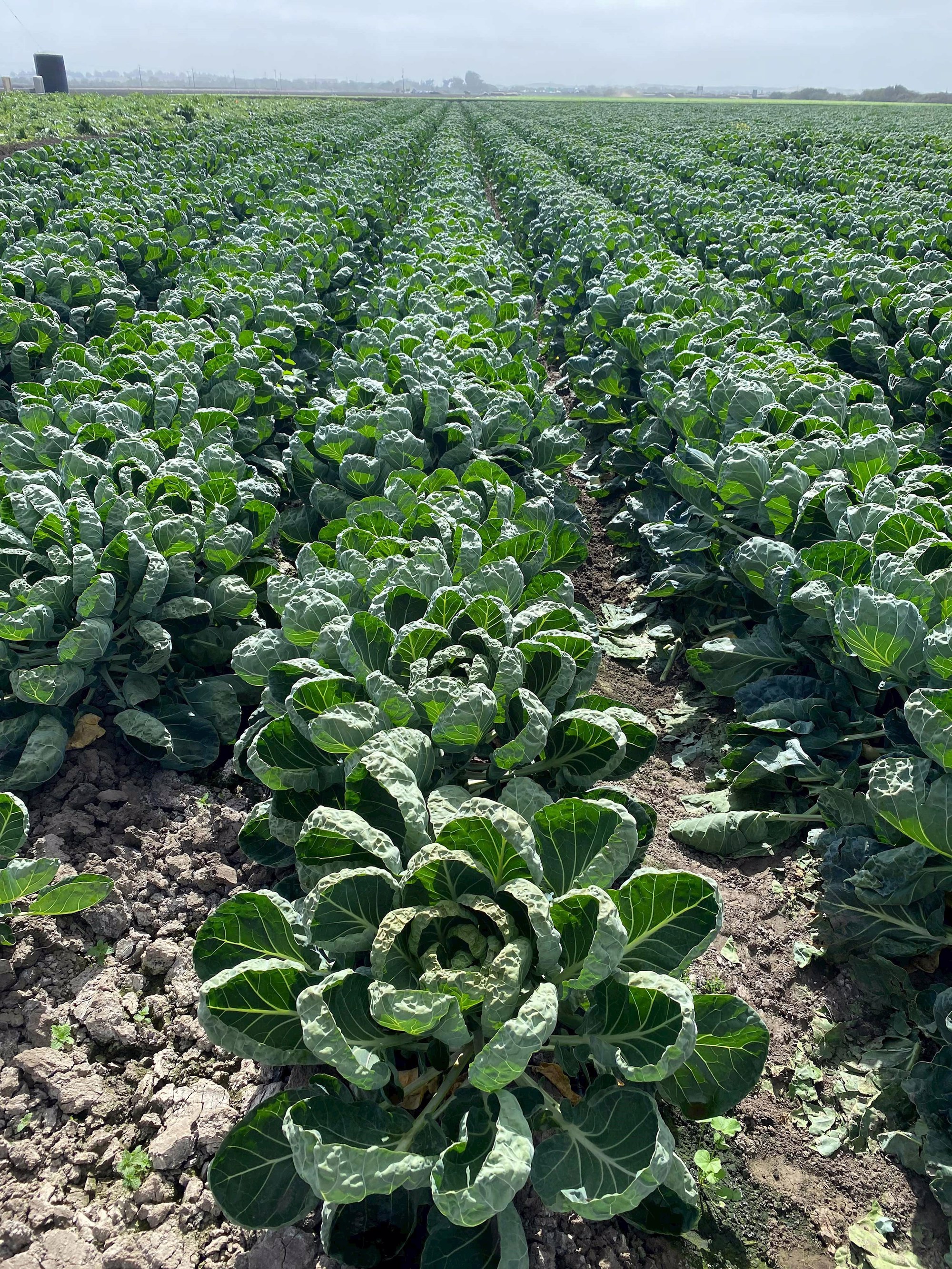 Agricultural Farm tour in Salinas Valley, USA