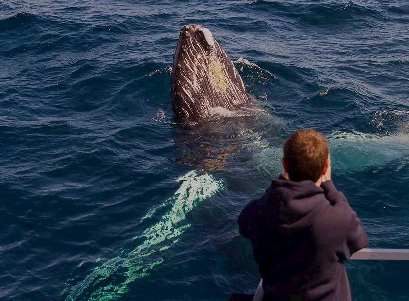 Witless Bay Ecological Reserve Boat Tour in Newfoundland, Canada