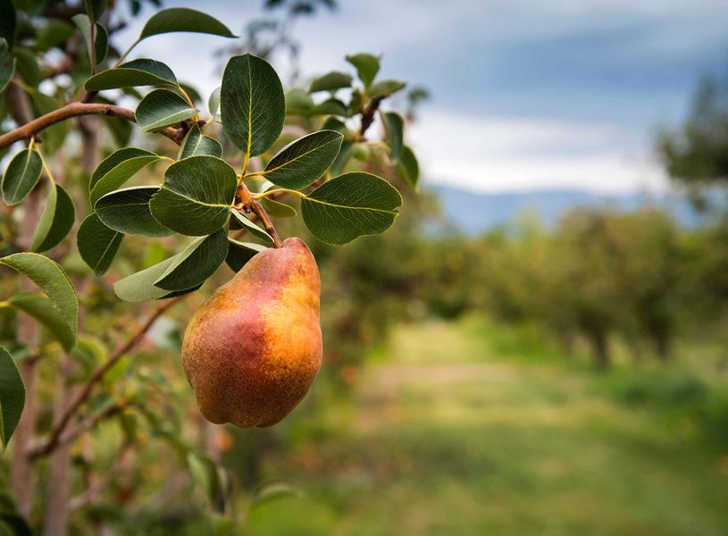 Visit the Clark Family Orchards and learn about this 7-generation farming family in Palisade, USA