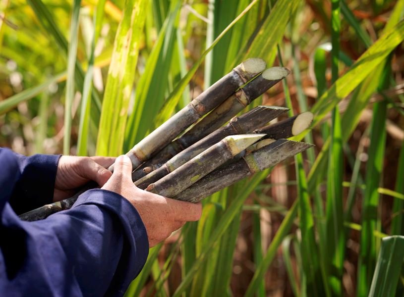 Visit Grove Farm, a Sugar cane farm on Kauai, Hawaii