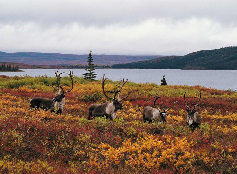 Learn about the Flora and Fauna of Denali National Park, Alaska, USA