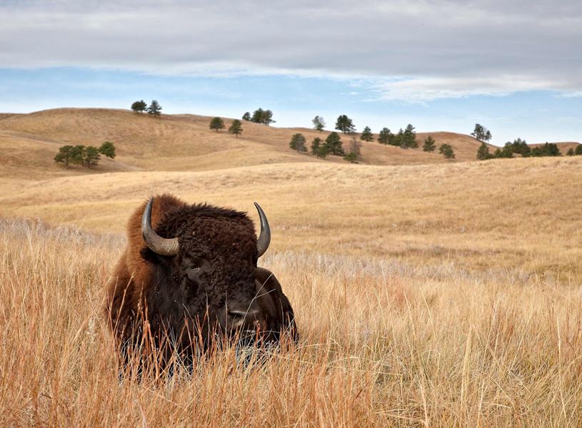 Enjoy a Buffalo Safari in Custer State Park, USA