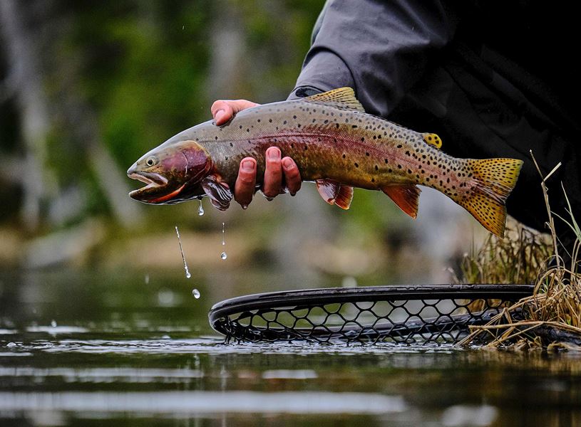 Enjoy a day Fly Fishing in the heart of Denali National Park, USA