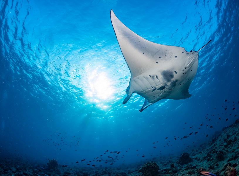 Snorkel with manta rays at night in the warm waters of the Pacific Ocean, Hawaii, USA