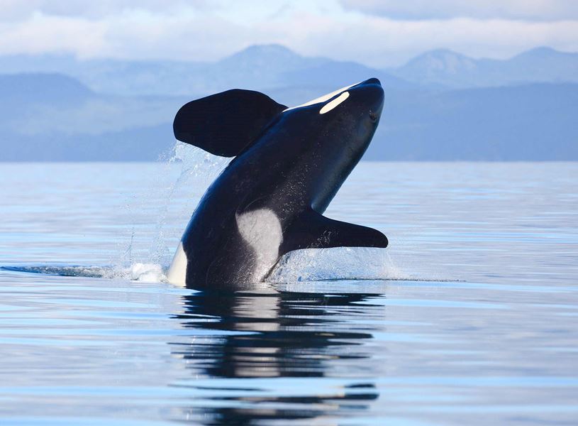 Enjoy a Whale Watching Excursion in Victoria, Canada