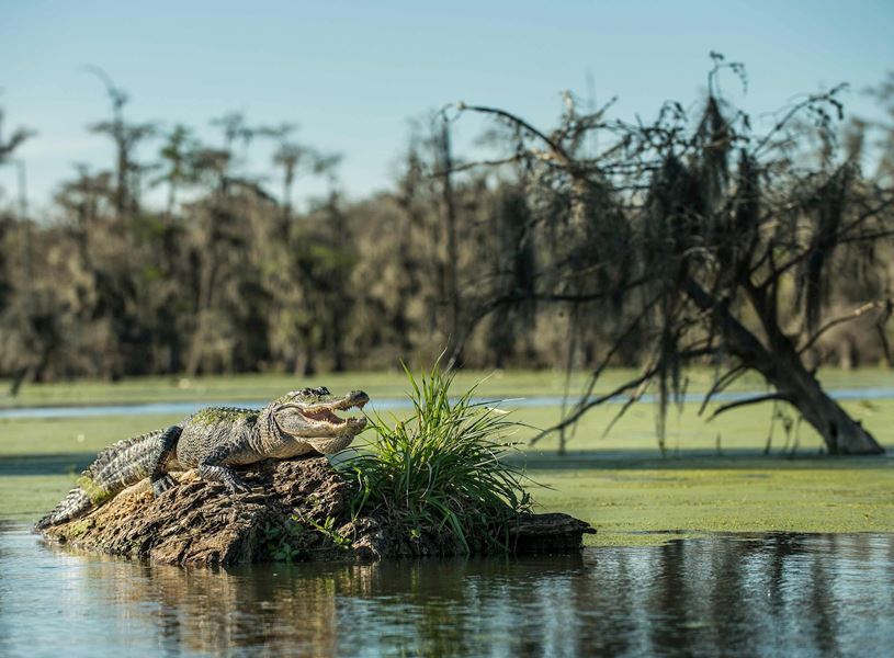 Take a boat trip into the Louisiana swamps and bayous and see alligators in Jean Lafitte National Park, USA