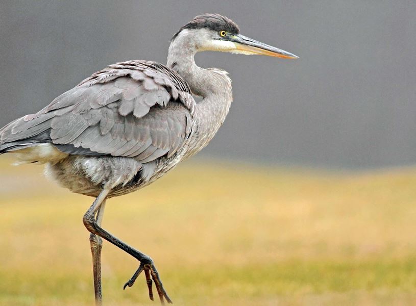 Take guided walk at Raven Wildlife Interpretation, North Conway New Hampshire, USA