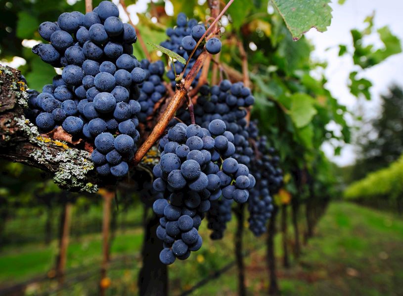 Visit and have lunch at Kramer Vineyards in Oregon, USA