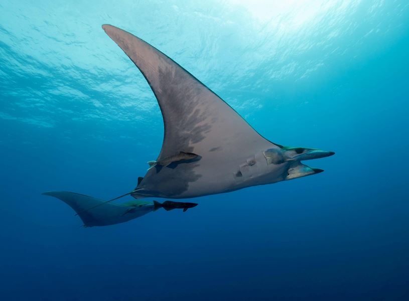 Take snorkel excursion in the Big Island, Hawaii, USA