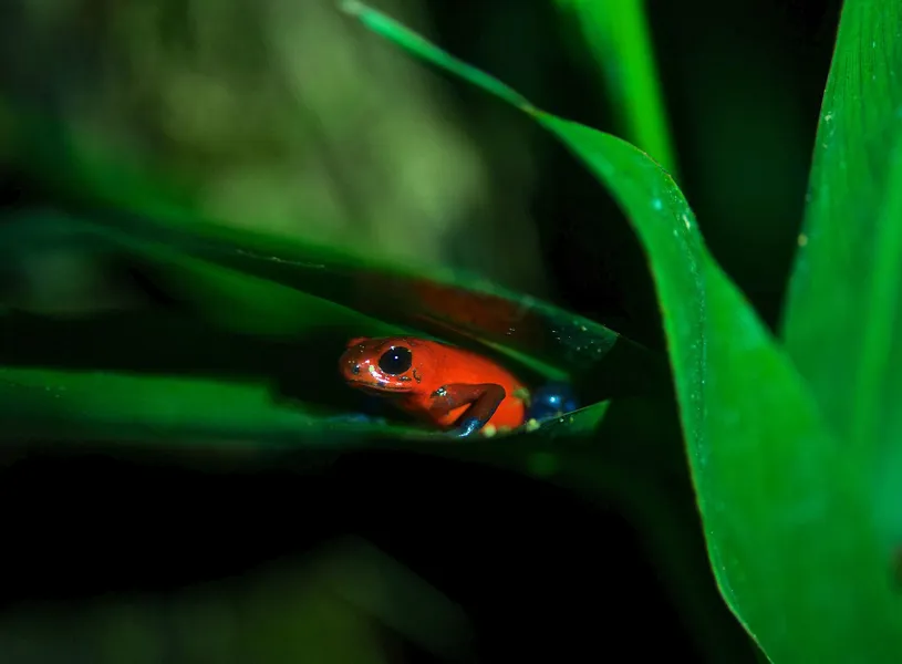 Take a hike around Monteverde Reserve in Costa Rica