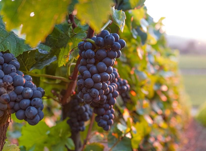 Visit Ravine Winery near Niagara, Ontario, Canada