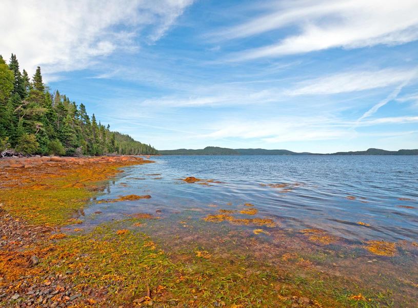 Take a guided walk through Terra Nova National Park in Newfoundland, Canada